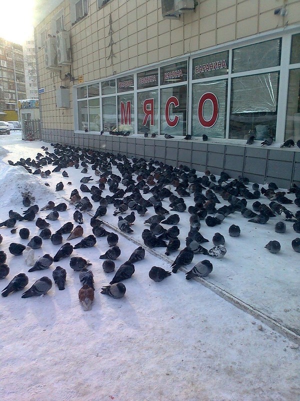 Weird Russians (15 pics)