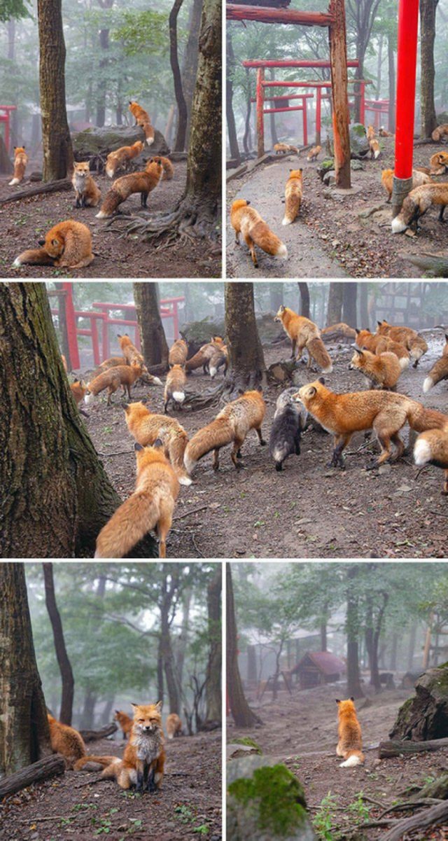 Cute And Funny Animals (26 pics)