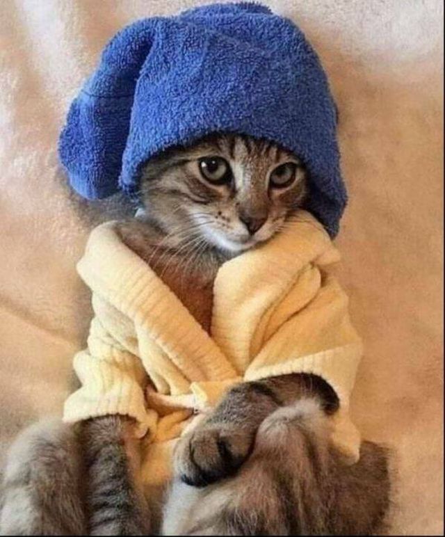 Funny Animals (21 pics)