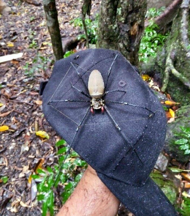 Creepy Finds In Australia (20 pics)