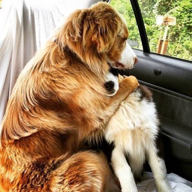 They Are Very Afraid Of Veterinarians (24 pics)