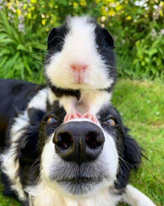 Unusual Friendship (18 pics)