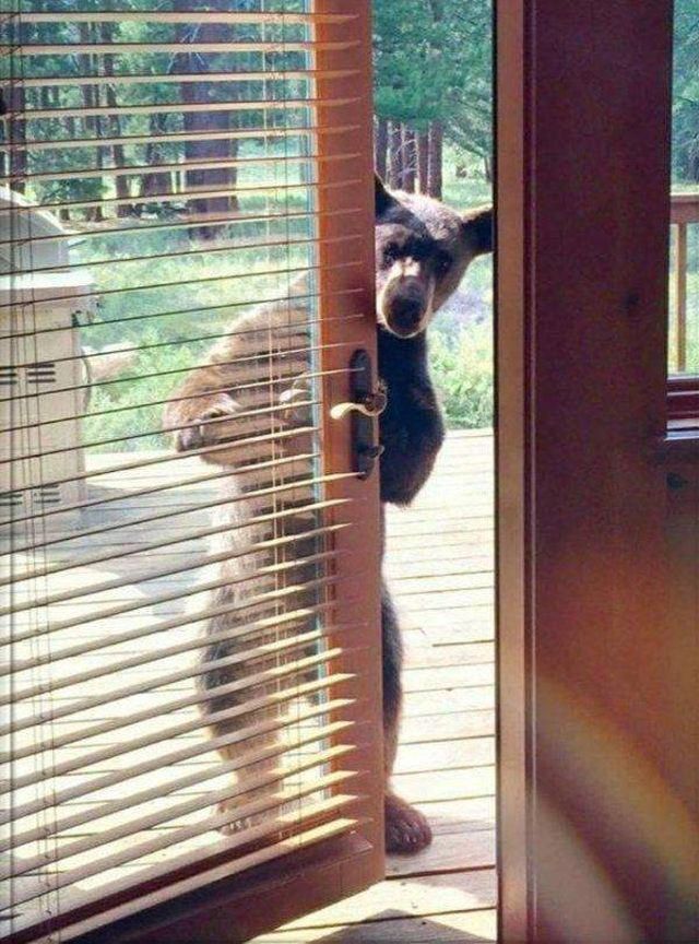 Funny Animals (43 pics)