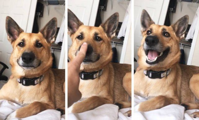 People Share Their Pets (20 pics)