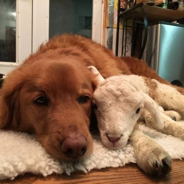 Unusual Friendship (18 pics)