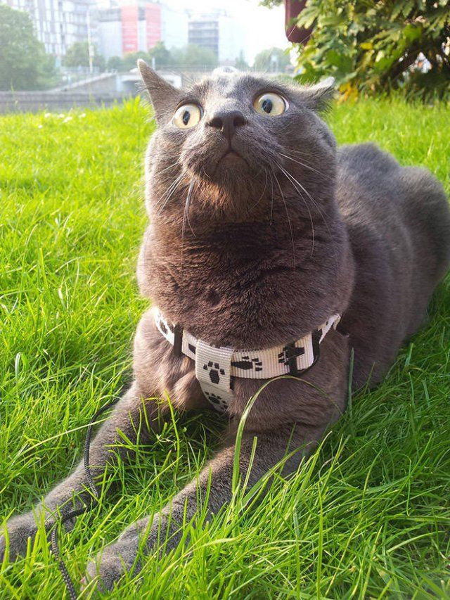 Funny Cats (20 pics)