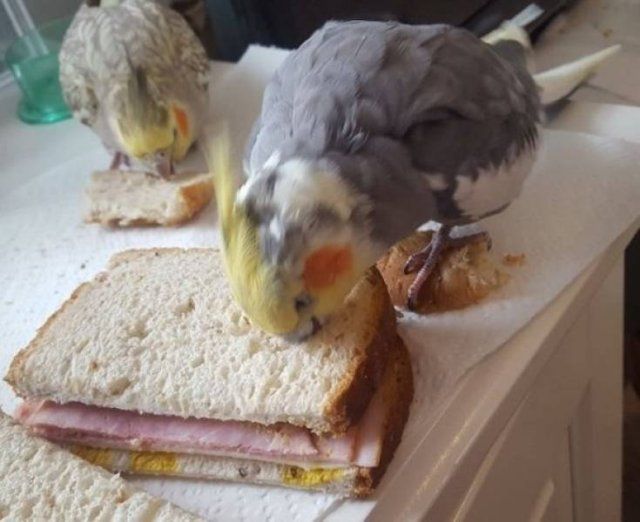 Impudent Pets (25 pics)