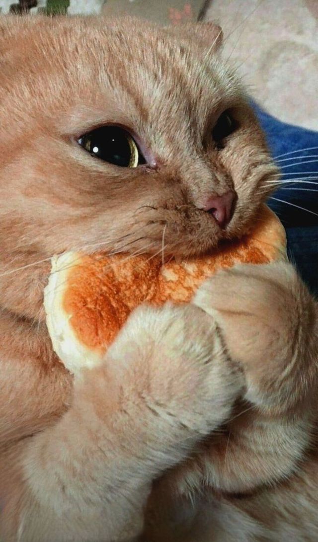 Cute And Funny Cats (32 pics)