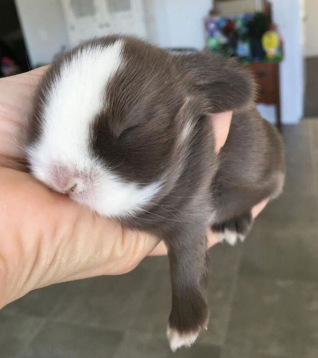 They Can Sleep Anywhere (35 pics)