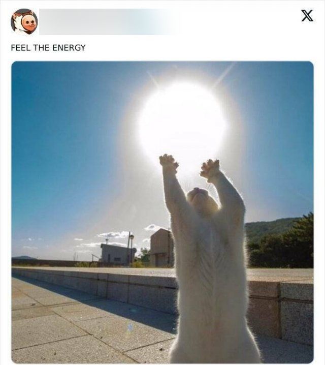 Memes With Animals (20 pics)