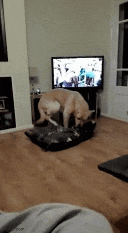 Acid GIFs, December 13 (25 gifs)