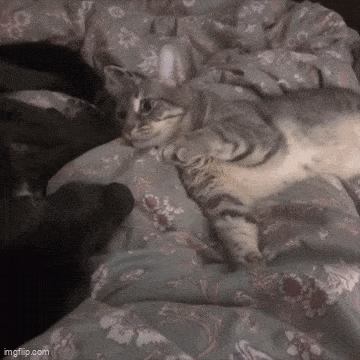 Acid GIFs, December 13 (25 gifs)