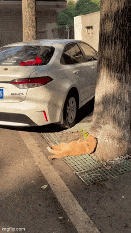 Acid GIFs, December 13 (25 gifs)