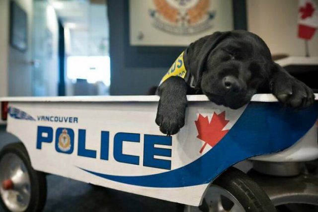 Adorable Police Puppies (25 pics)