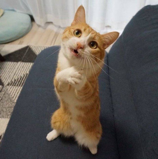 People Share Their Funny Pets (20 pics)