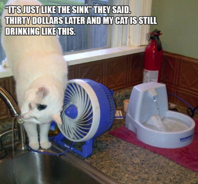 Cats Don't Care About Gifts (22 pics)