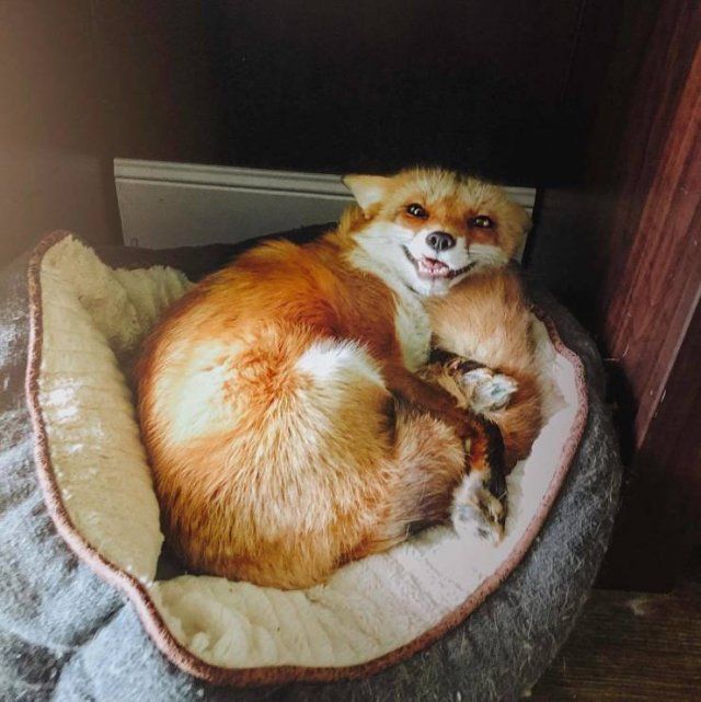 Wild Animals Who've Found Their Homes (17 pics)
