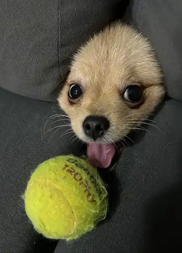 Cute And Funny Dogs (30 pics)