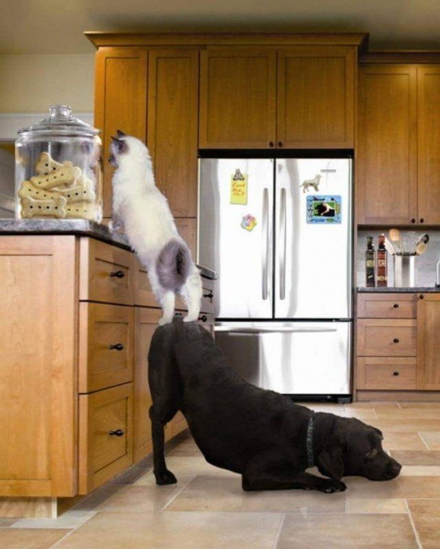 Funny Animals (17 pics)