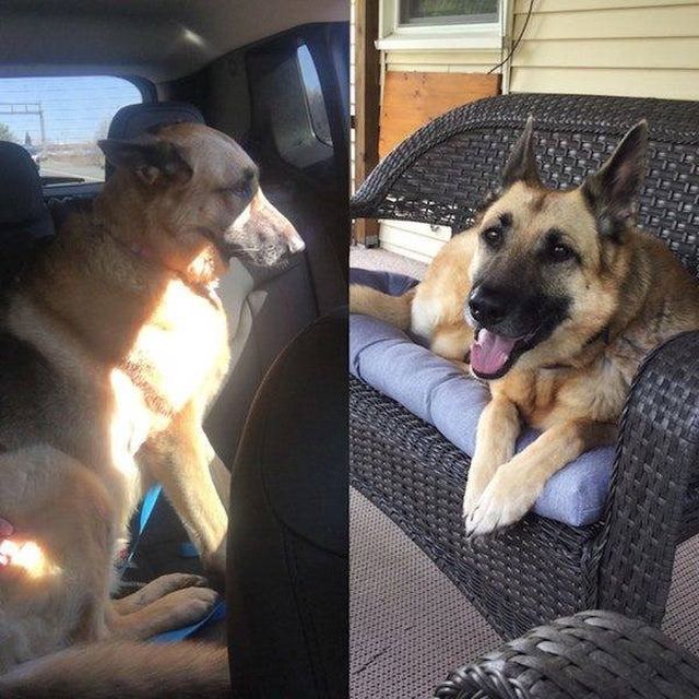 Dogs Before And After Adoption (25 pics)