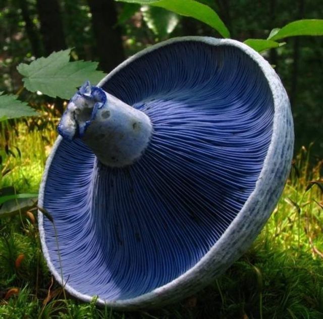 Nature Is Very Creative (19 pics)