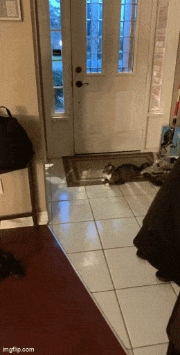 Acid GIFs, December 25 (25 gifs)