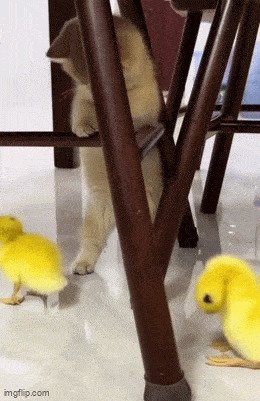 Acid GIFs, December 25 (25 gifs)
