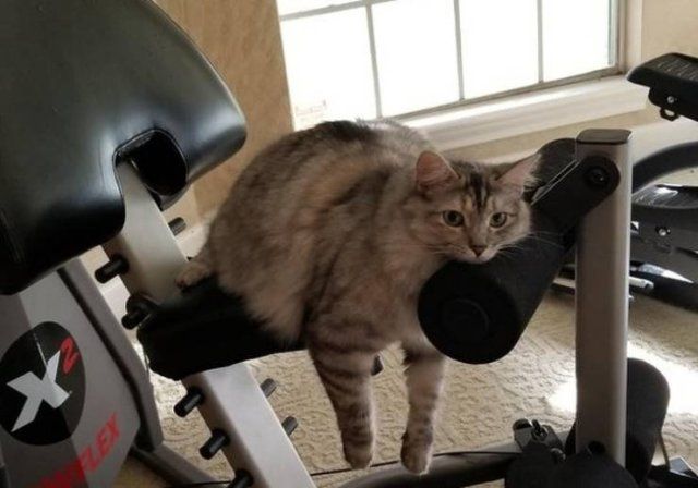 People Share Their Cute And Funny Pets (20 pics)