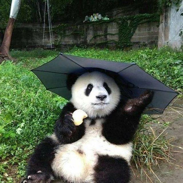 Funny Animals (48 pics)