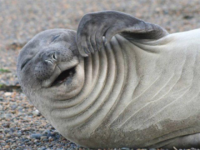 They Can't Stop Laughing (30 pics)