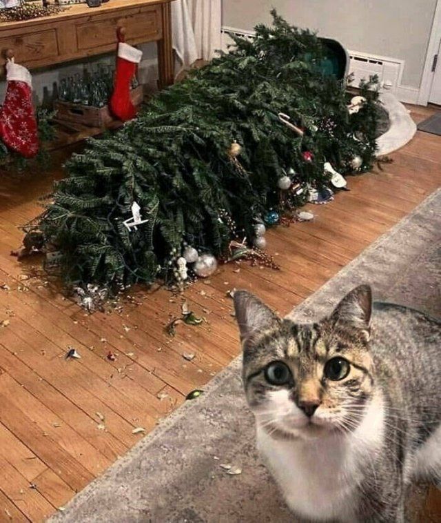 They Love Christmas (25 pics)