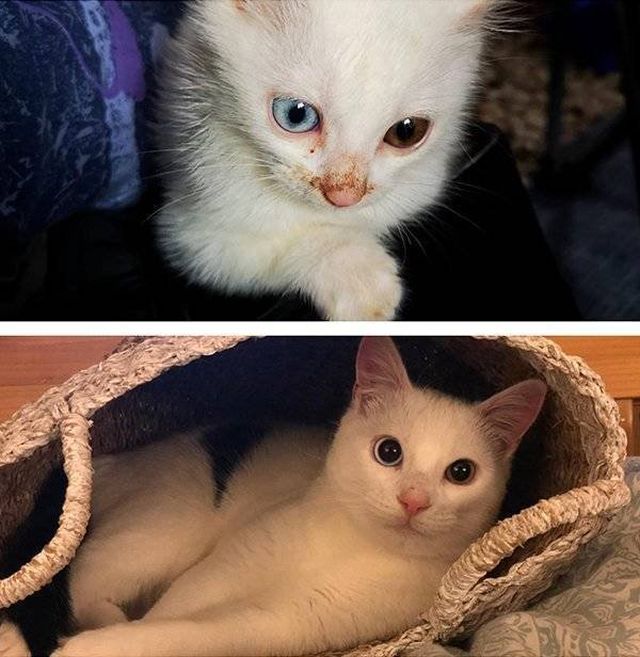 Pets Before And After Adoption (32 pics)