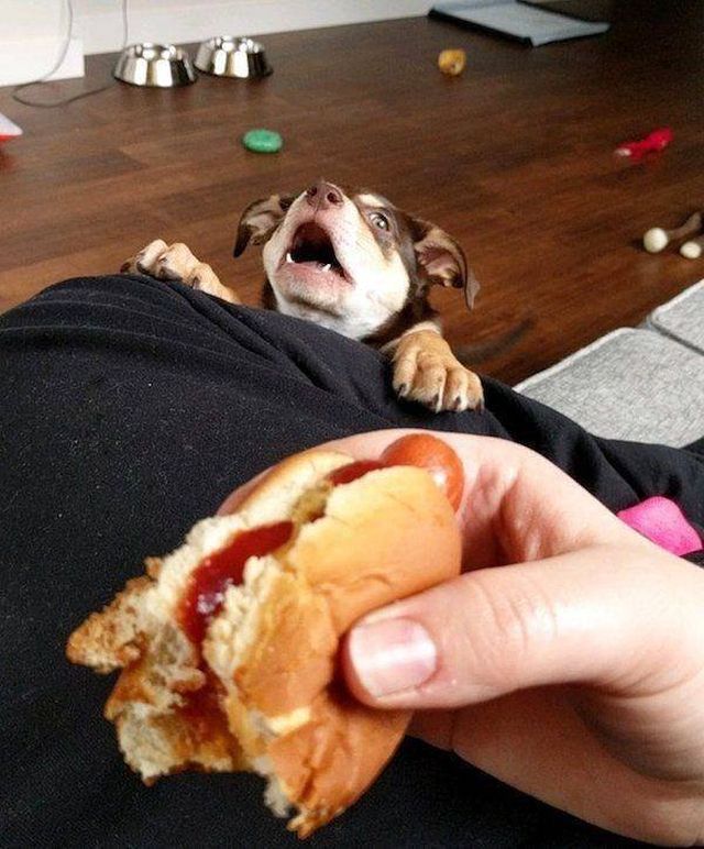 Funny Animals (53 pics)