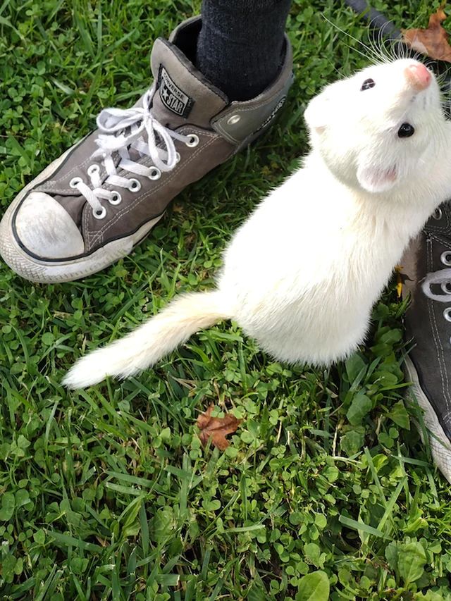Cute Pets (27 pics)