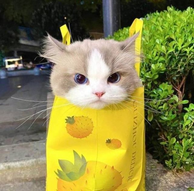Funny Cats (29 pics)