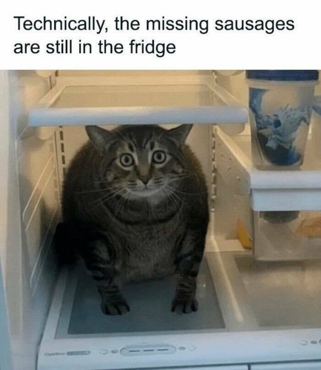 Memes With Cats (25 pics)