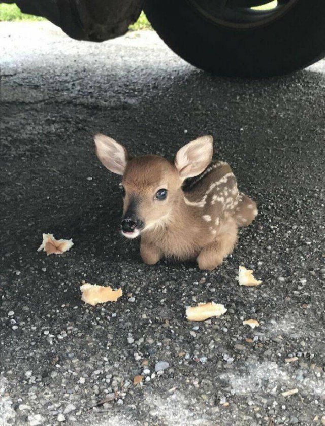 Cute And Funny Animals (25 pics)