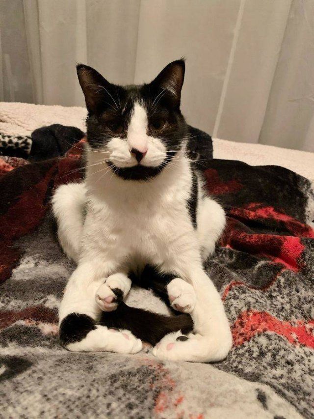 Broken Cats (48 pics)
