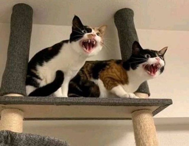 People Share Their Funny Pets (18 pics)