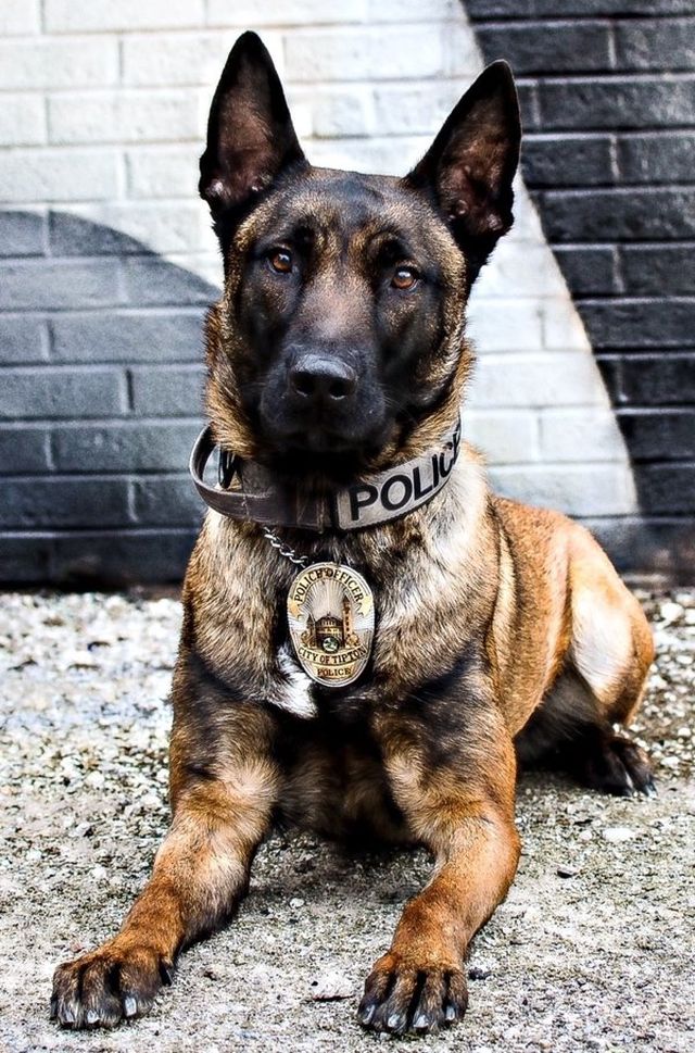 Cute dogs At Work (23 pics)