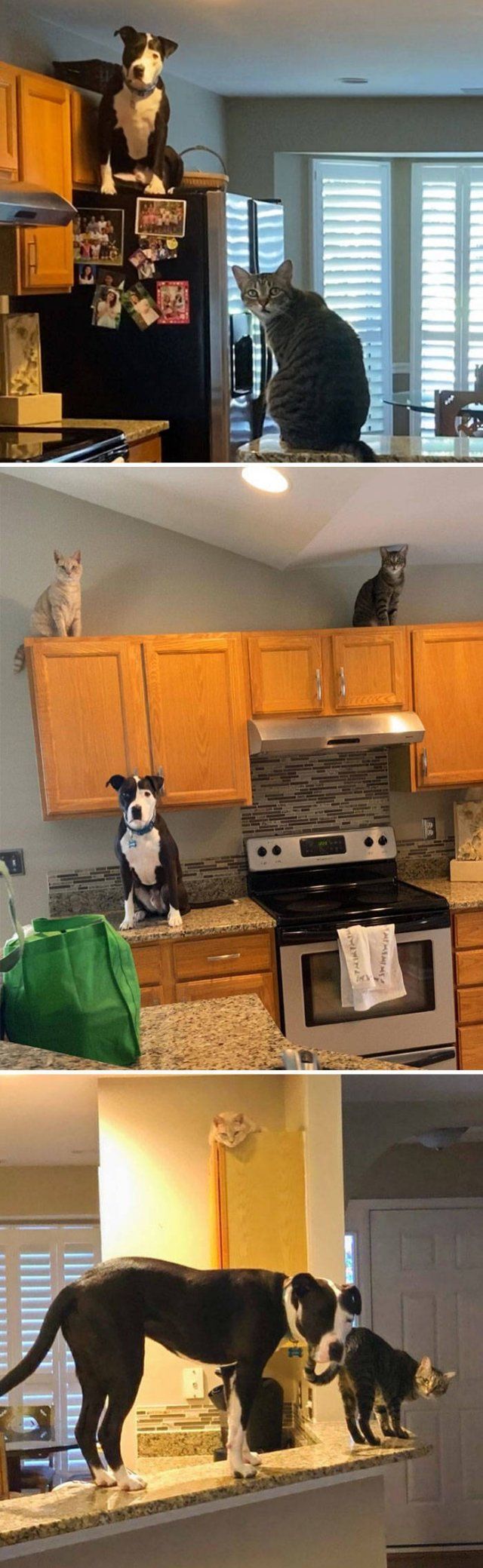 Funny Pets (50 pics)