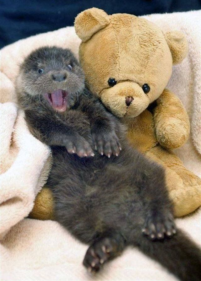 Funny Animals (50 pics)