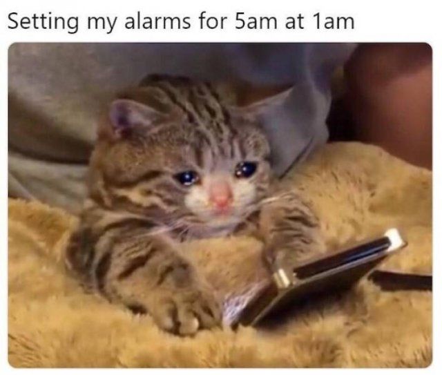 Memes With Animals (25 pics)