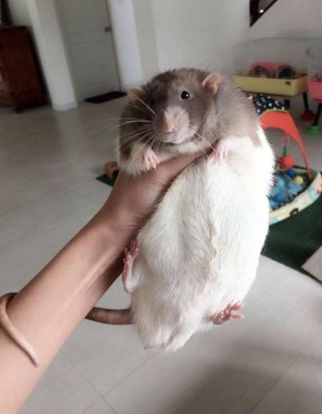 They Are Very Big (19 pics)