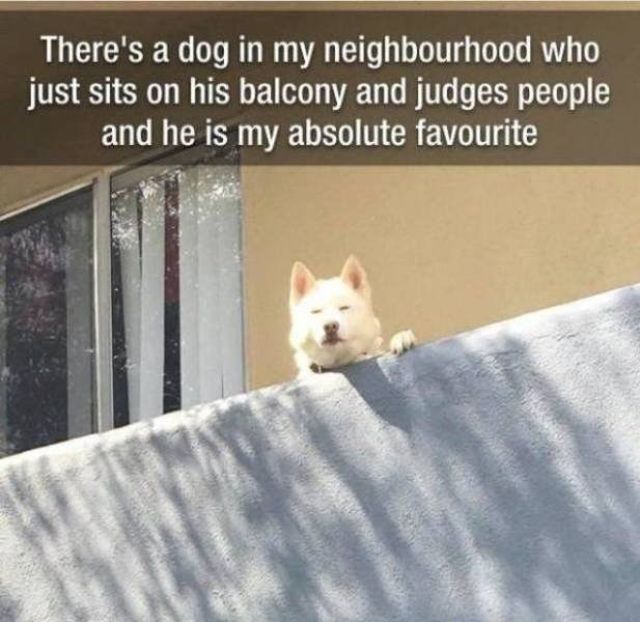 Funny Animals (53 pics)
