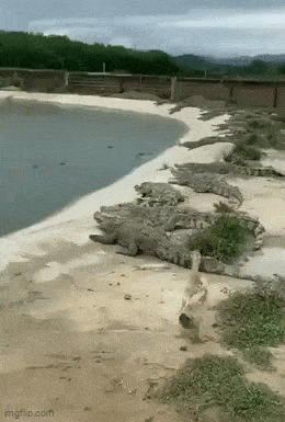 Acid GIFs, January 17 (25 gifs)
