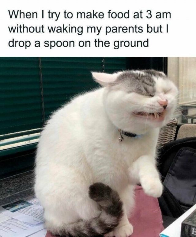 Memes With Animals (25 pics)