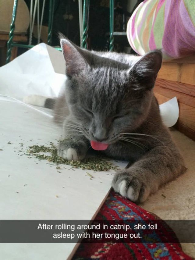 People Share Their Naughty Cats (45 pics)