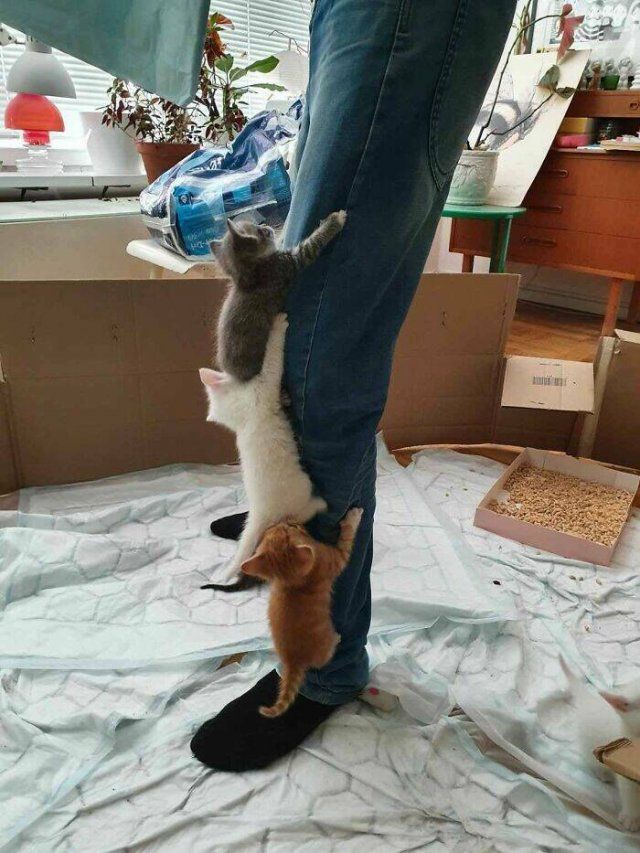 Funny Cats (25 pics)