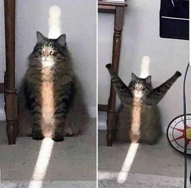 Cats Are Chaos (25 pics)